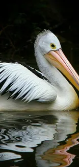 Majestic pelican gliding on shimmering water, showcasing elegance and calm.