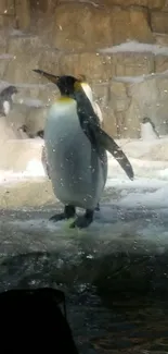 Penguins standing on icy terrain with rocky backdrop.