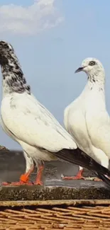 Two pigeons perched against a blue sky on a rooftop.