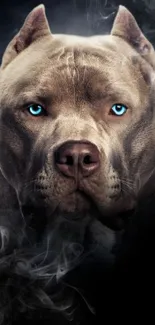 Majestic pitbull with intense blue eyes on a dark background.