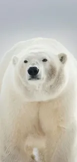 Majestic polar bear standing in snowy landscape.