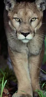 Puma gracefully prowling through lush greenery.