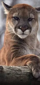 Majestic puma resting on a log with a forest background.