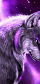 Majestic wolf in a purple galaxy wallpaper.