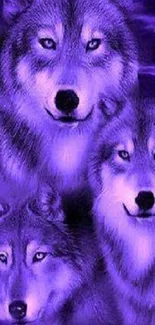 Purple-hued wallpaper featuring a majestic wolf trio.