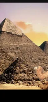Mobile wallpaper of Egyptian pyramids with camels at sunset.