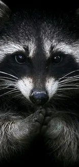 Close-up of a raccoon on a dark mobile wallpaper.