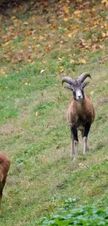 Rams standing on a grassy hill with autumn leaves.