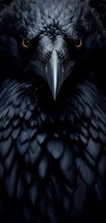 Close-up of a majestic raven on a dark background.