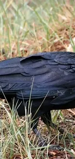 Raven with black feathers standing in green grass.