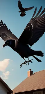 Ravens flying over houses against a blue sky.