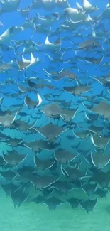 School of rays swimming in clear blue ocean.