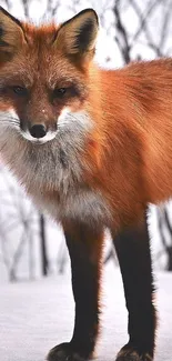 Orange and white fox standing in snow.