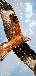 Stunning red kite gracefully soaring through a clear blue sky, showcasing nature's beauty.