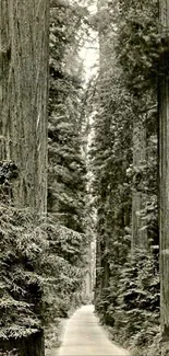 Sepia tone path through towering redwood forest.