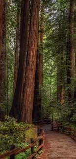 Serene path through towering redwood forest with lush green foliage.