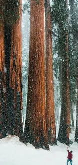 Person in red jacket standing among towering snowy redwood trees.