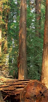 Majestic redwood forest along a winding road with tall trees.