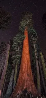 Majestic redwood tree under a starry sky in the forest wallpaper.