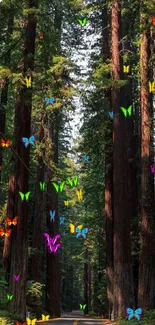 Road through towering redwoods forest, serene and majestic.