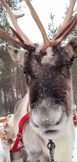 Majestic reindeer standing in snowy forest, with sled in background.