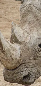 Close-up mobile wallpaper of a majestic rhino's detailed face and horn.