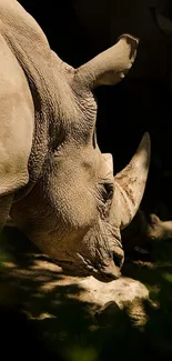 Side profile of a rhino in soft natural light.