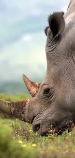 Rhino peacefully grazing in a lush green natural environment.