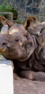 Resting rhinoceros in a peaceful nature setting.