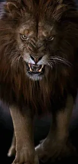 Majestic lion roaring with dark mane on a black background.