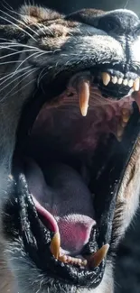 Close-up of a roaring lion with open mouth and sharp teeth.