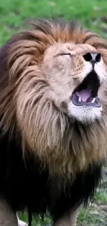 Majestic lion roaring in its natural habitat, perfect for mobile wallpaper.