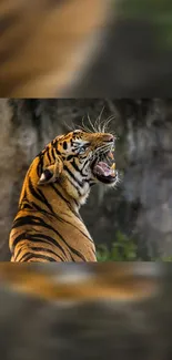 Roaring tiger displaying its stripes in a vibrant nature setting.