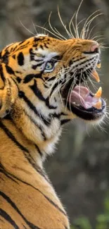 Majestic tiger roaring in the wild.