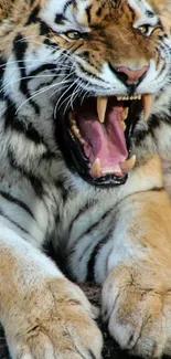 Roaring tiger on a rock showcasing its powerful jaws and vivid fur pattern.