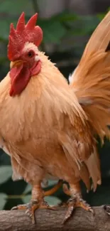 Golden brown rooster perched on a branch amidst greenery.