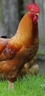 Vibrant orange and red rooster standing on green grass.