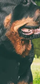 Close-up of a Rottweiler with a natural green background.