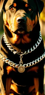 Majestic Rottweiler dog with chain collar portrait.