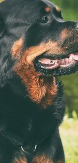 Majestic Rottweiler with green background, perfect for dog lovers.