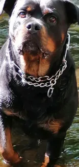 Rottweiler standing in water, nature scene.