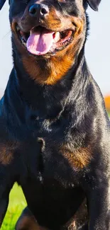 Rottweiler dog sitting in sunlit field, vibrant mobile wallpaper.