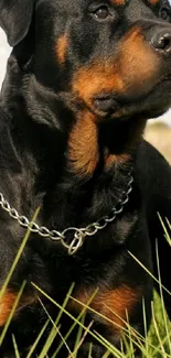 Majestic Rottweiler sitting in a green field.