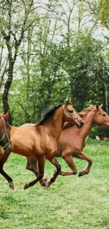 Horses running in a green forest pasture.