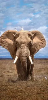 Majestic elephant standing in a vast safari landscape.