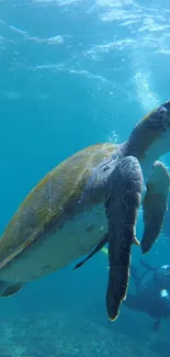 Sea turtle gliding through crystal blue ocean waters.