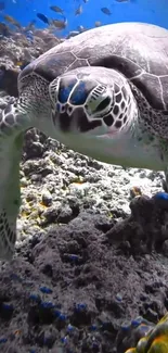 A majestic sea turtle gracefully swimming underwater among coral reefs.