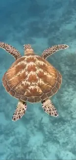 Sea turtle gracefully swimming in vibrant ocean.
