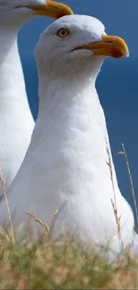 Close-up of two white seagulls with a blue coastal background.