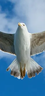 Seagull soaring in a bright blue sky, showcasing nature's beauty.